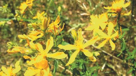 En torno a San Juan… y otros Santos